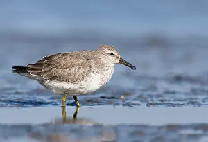 Knot: Red Knot