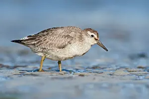 Knot: Red Knot