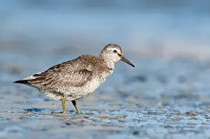 Knot: Red Knot