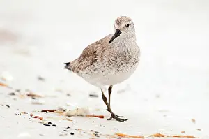 Knot: Red Knot