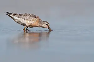 Knot: Red Knot