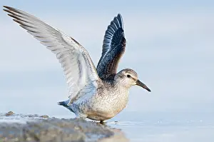 Knot: Red Knot