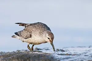 Knot: Red Knot