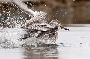 Knot: Red Knot