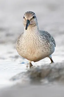 Knot: Red Knot
