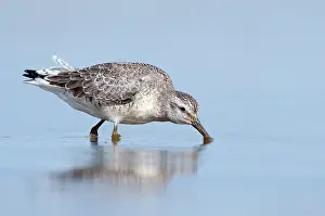 Knot: Red Knot
