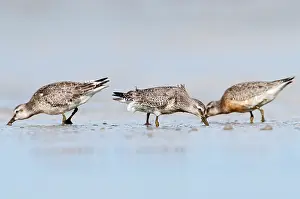 Knot: Red Knot