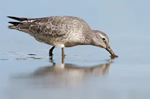 Knot: Red Knot