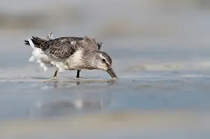 Knot: Red Knot