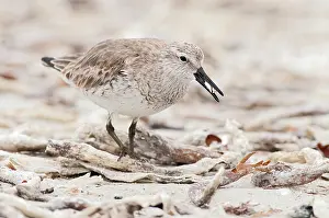 Knot: Red Knot