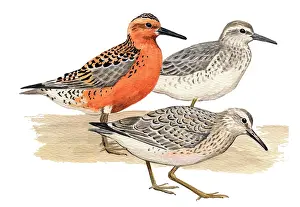 Knot: Red knot