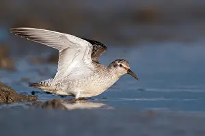 Knot: Red Knot