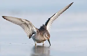 Knot: Red Knot