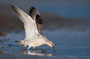Knot: Red Knot