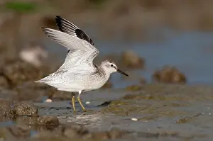 Knot: Red Knot