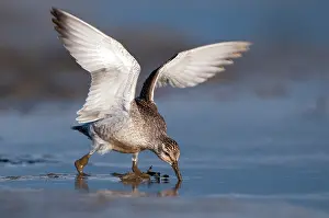 Knot: Red Knot