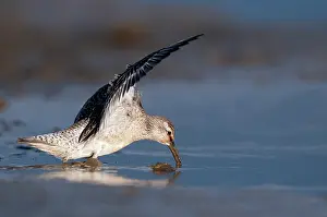 Knot: Red Knot