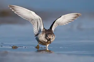 Knot: Red Knot