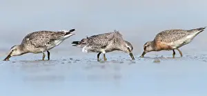 Knot: Red Knot