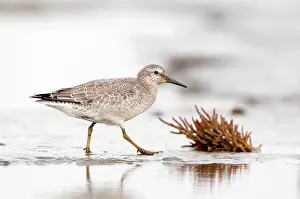 Knot: Red Knot