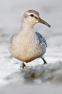 Knot: Red Knot