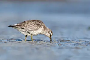 Knot: Red Knot