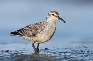 Knot: Red Knot