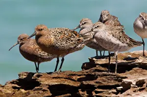 Knots: Red Knot in breeding plumage