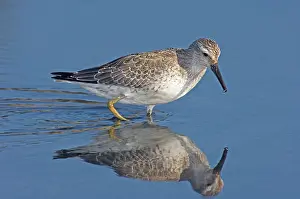 Knot: Red Knot (Calidris canutus)