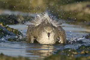 Knot: Red Knot (Calidris canutus) bathing, Den Helder