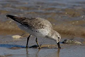 Probing: Red Knot Feeding