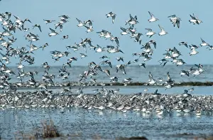 Knot: Red KNOT - flock