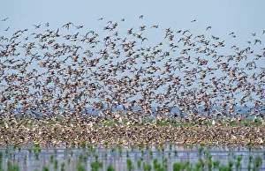 Knots: Red KNOT - flock in flight