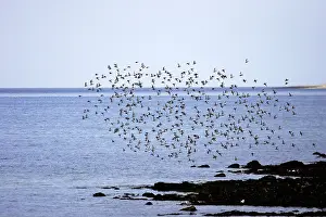 Knots: Red Knot - flock in flight on migration