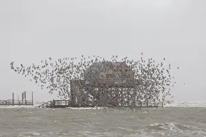 Knot: Red Knot - flock in flight in the Waddensea National