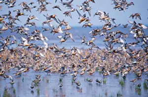 Knots: Red KNOT - flock in sea edge