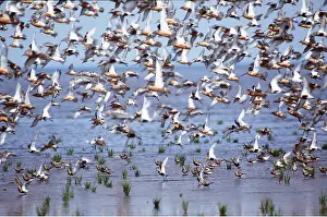 Knot: Red KNOT - flock over sea edge