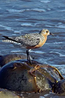 Spawning: Red Knot on Horseshoe Crab