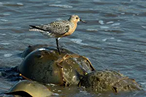 Spawning: Red Knot on Horseshoe Crab