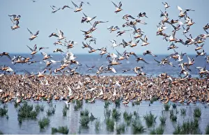 Knot: Red KNOT - mass flock by sea edge