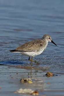 Canutus: Red Knot-winter plumage