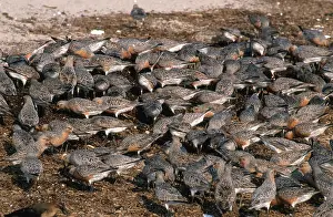 Knot: Red Knots feed on Horseshoe Crab Eggs