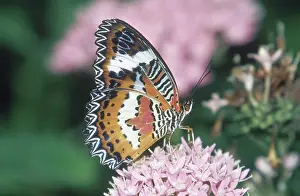 Nymphalid: Red Lacewing
