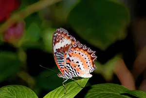 Lacewings: Red Lacewing Butterfly