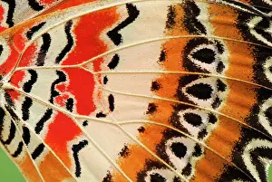 Lacewings: Red Lacewing Butterfly detail of wing controlled conditions