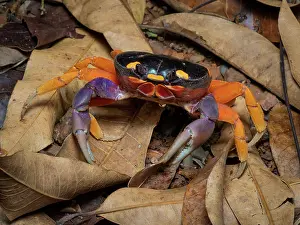 Panama: Red Land Crab (Gecarcinus quadratus), in dry for