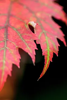 Veins: Red Leaf close up