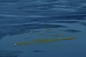 Floods: Red Lechwe - Aerial view