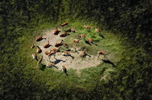 Lechwes: Red Lechwe - Aerial view of Red Lechwe on Island