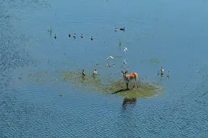 Lechwes: Red Lechwe - Aerial view of Red Lechwe on Okavango Island